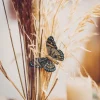 Badaboum 6 Pinces Papillons Vert Et Paillettes Or