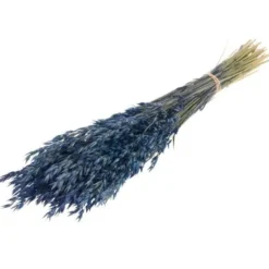Badaboum Bouquet D'Avoine S Ch Bleu Marine