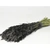 Badaboum Bouquet D'Avoine S Ch Noire