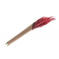 Badaboum Bouquet D'Avoine S Ch Rose Corail