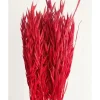 Badaboum Bouquet D'Avoine S Ch Rouge