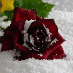 Badaboum Neige Artificielle Instantan E En Canette Magique Clearance