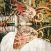 Badaboum Papillon En Bois Taupe Et Rose Sur Pince